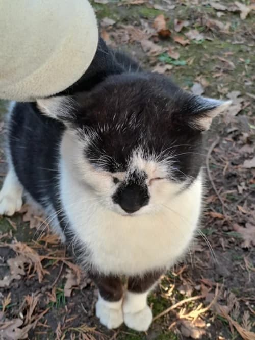 Chaplin, male 6yo European Shorthair for adoption at Refuge La Petite Arche, la petite arche