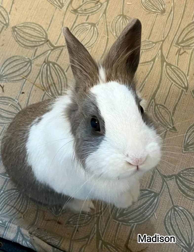 Madison, female Mixed Breed for adoption at La Petite Tribu, la petite tribu