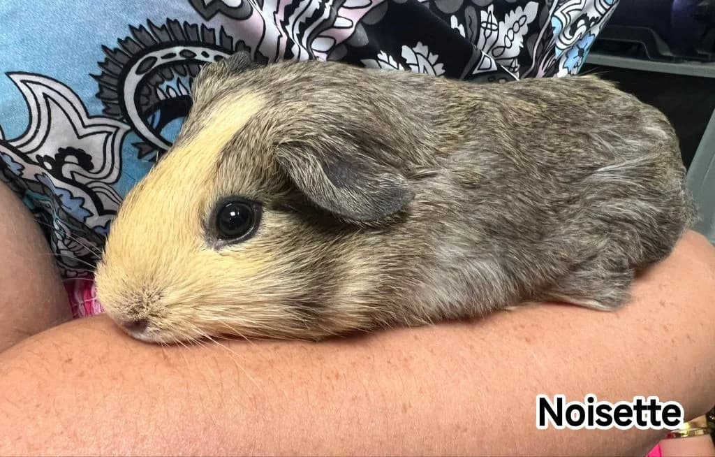 Noisette, Mixed Breed for adoption at La Petite Tribu, la petite tribu