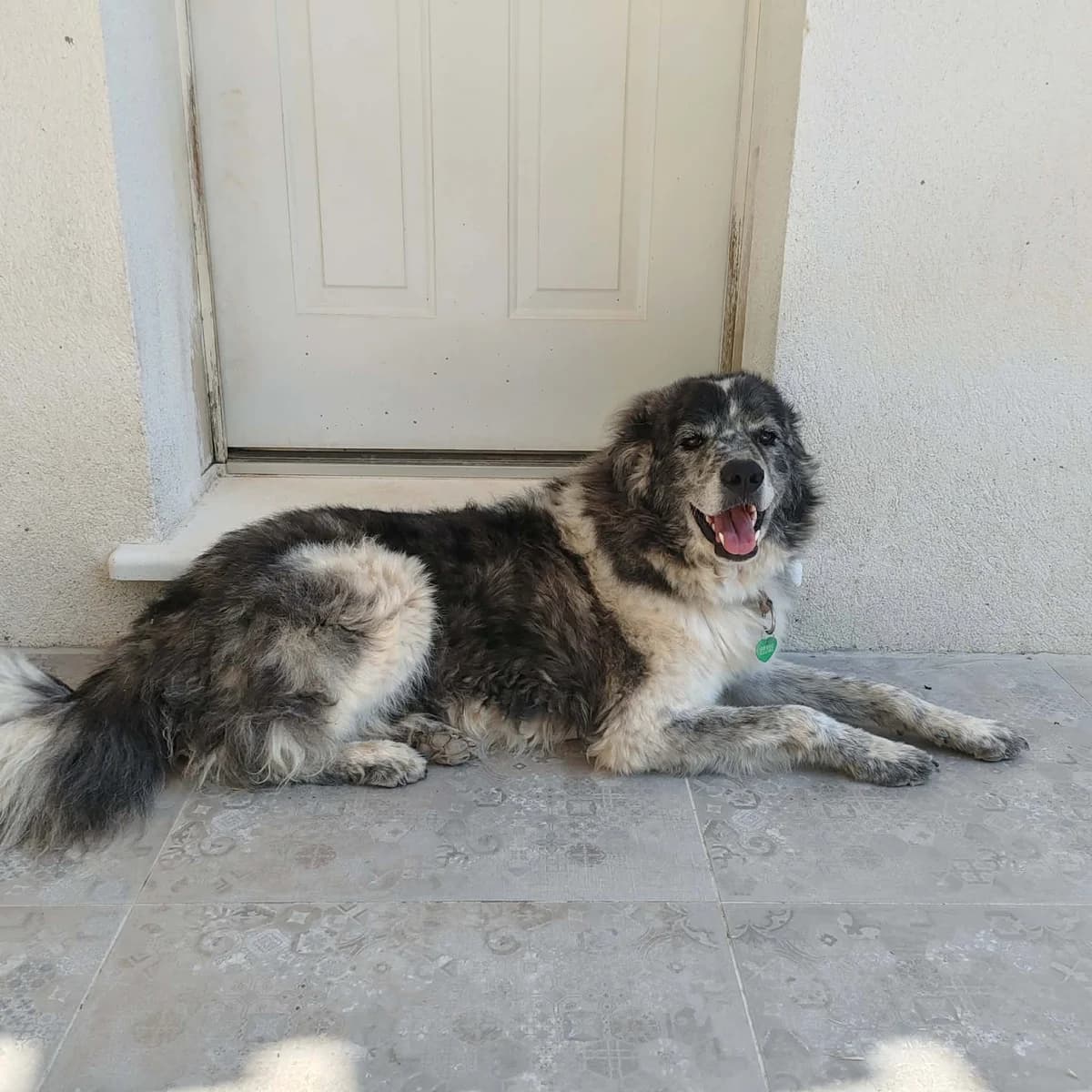 Thorin, de l'amour à revendre, 3yo Mixed Breed for adoption at La Tribu des Crocs Mignons, la tribu des crocs mignons