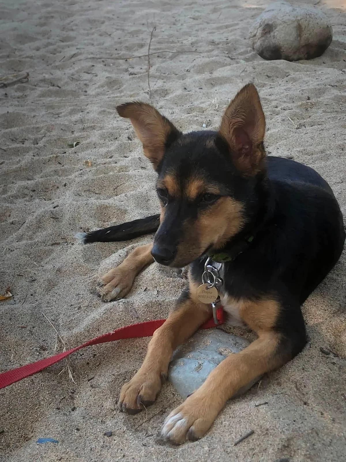 Bambou, petite douceur espiègle, puppy Mixed Breed for adoption at La Tribu des Crocs Mignons, la tribu des crocs mignons