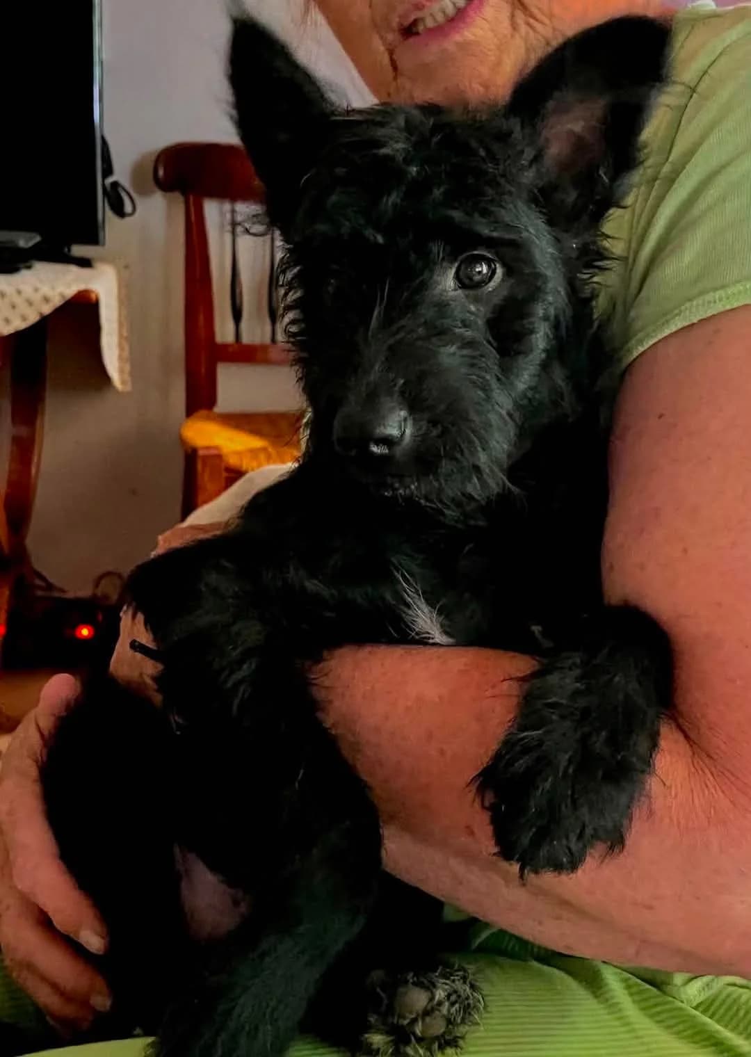 Rafa, petit loup de l'est , tout doux, Mixed Breed for adoption at La Tribu des Crocs Mignons, la tribu des crocs mignons