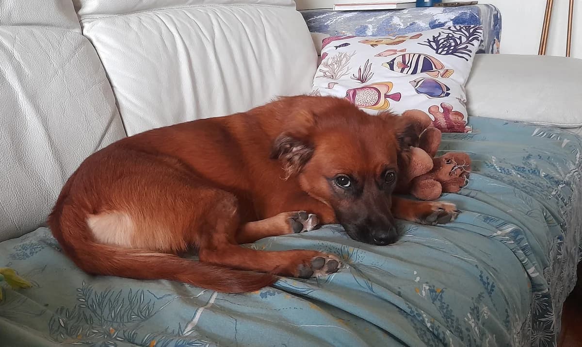 Maddy, petite perle de la Réunion, female puppy Mixed Breed for adoption at La Tribu des Crocs Mignons, la tribu des crocs mignons