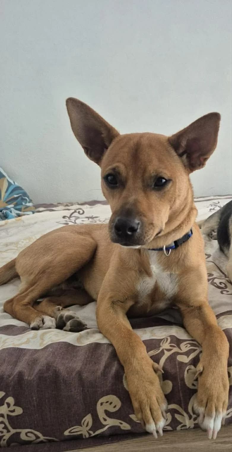 Scooby, adorable scoubidou, puppy Mixed Breed for adoption at La Tribu des Crocs Mignons, la tribu des crocs mignons