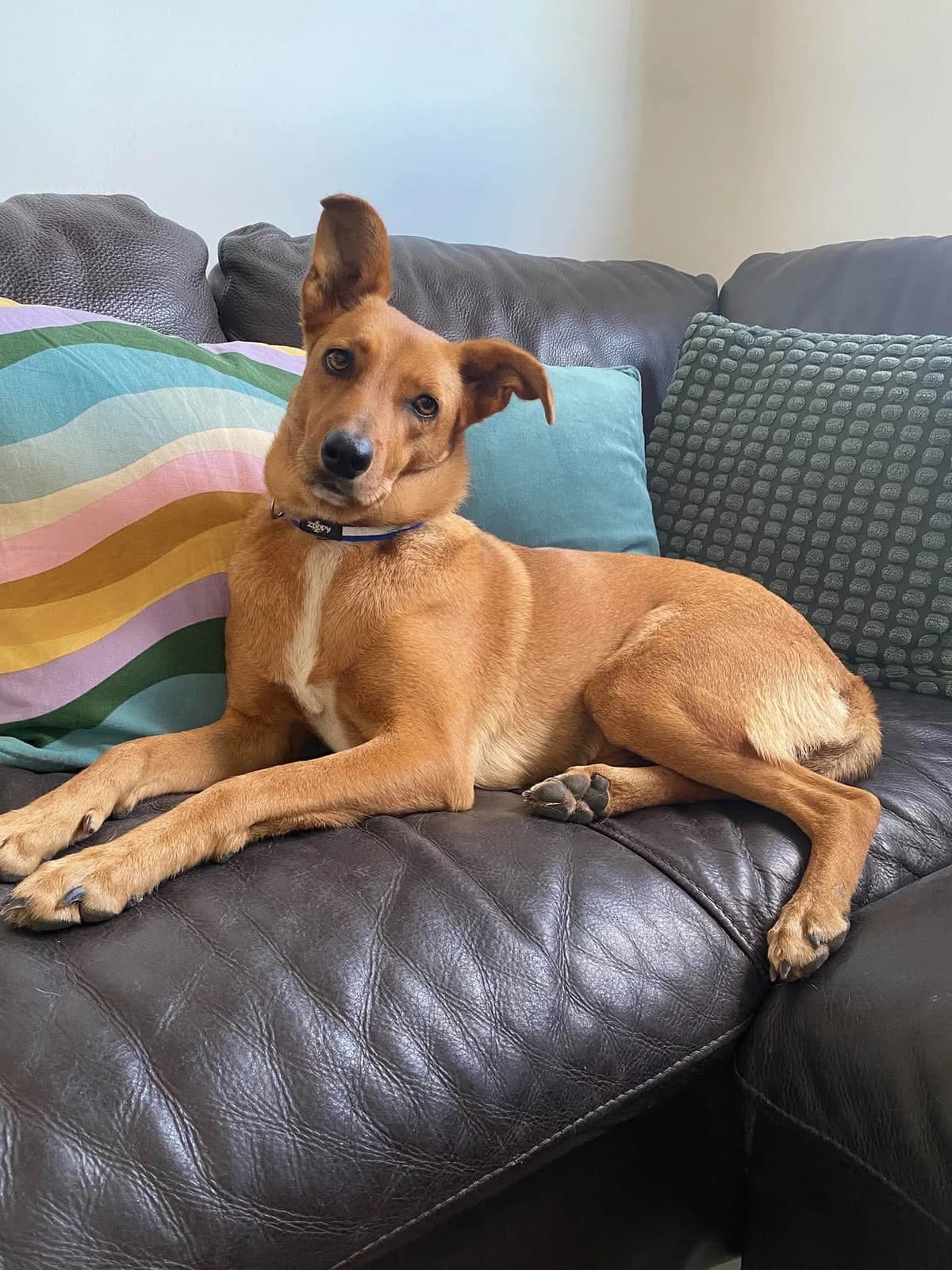 Etoile, si belle étoile, puppy Mixed Breed for adoption at La Tribu des Crocs Mignons, la tribu des crocs mignons