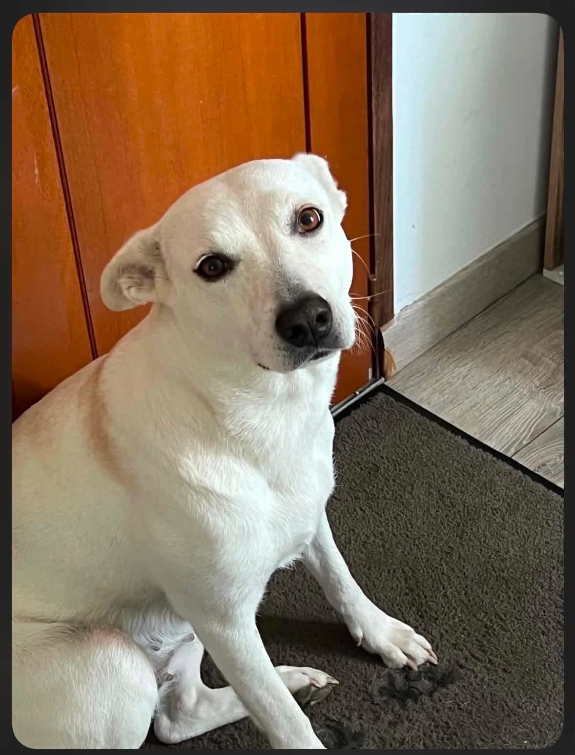 Roxy, en douceur, 6yo Mixed Breed for adoption at La Tribu des Crocs Mignons, la tribu des crocs mignons