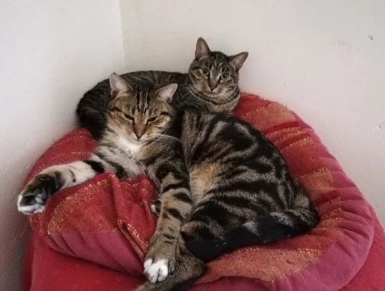 Tigrou et Titus, 7yo Mixed Breed for adoption at La Voie Féline, la voie feline