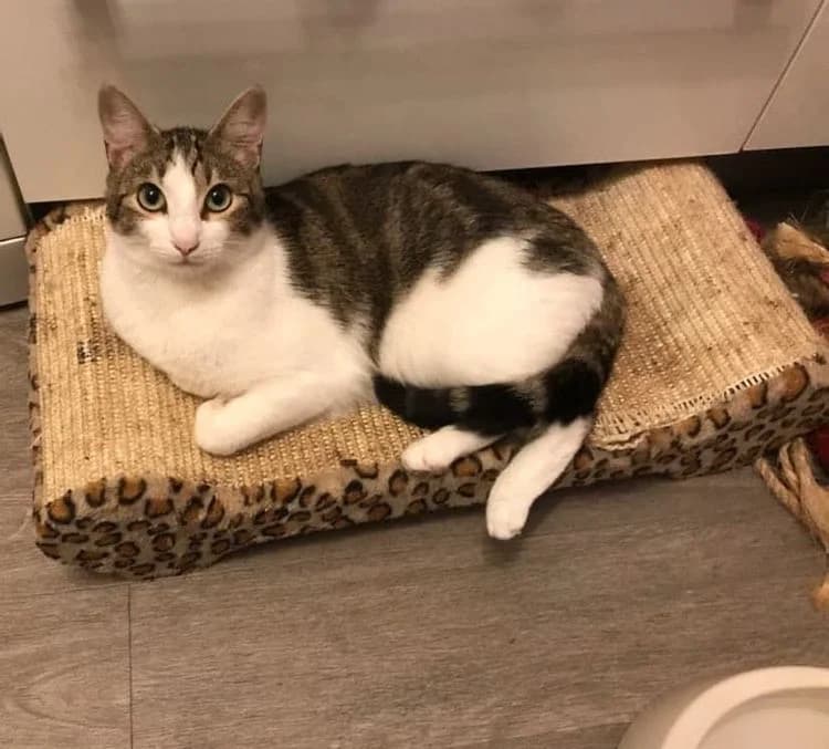 Alphonse, male 6yo Mixed Breed for adoption at La Voie Féline, la voie feline
