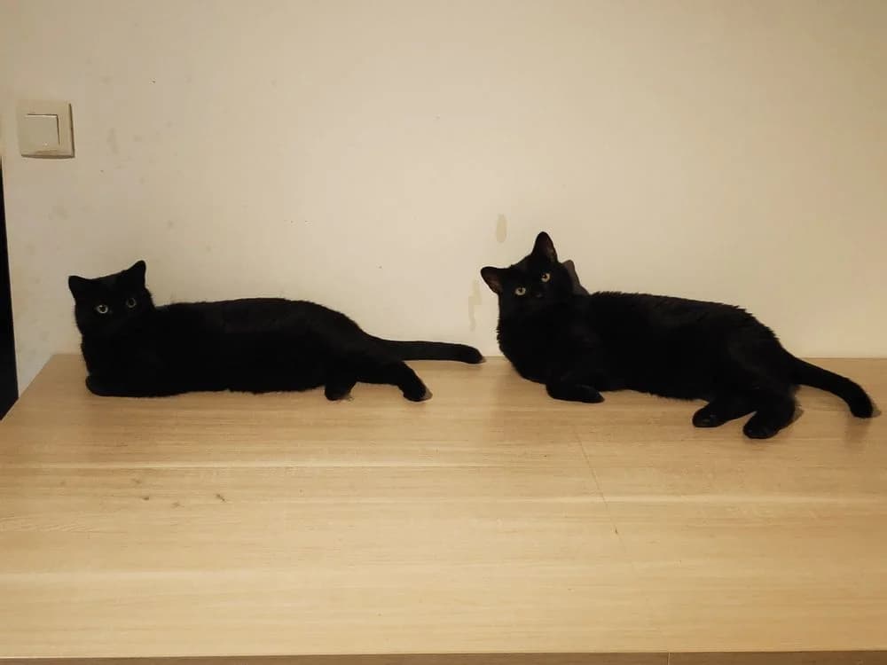 Lou et Jerry, senior Mixed Breed for adoption at La Voie Féline, la voie feline
