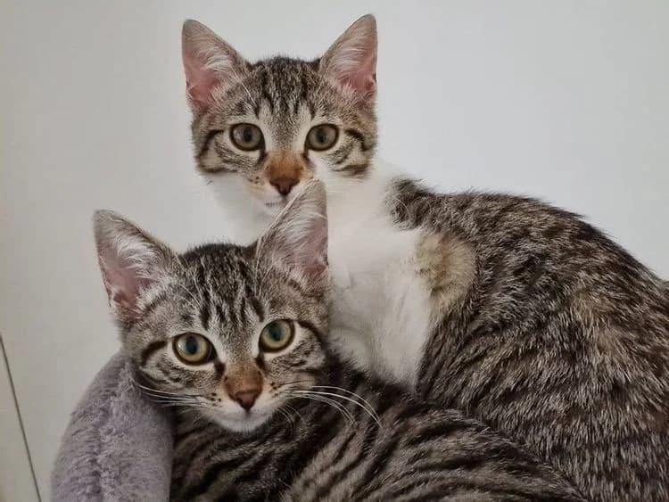 Shirley et Twiggy, 5yo Mixed Breed for adoption at La Voie Féline, la voie feline