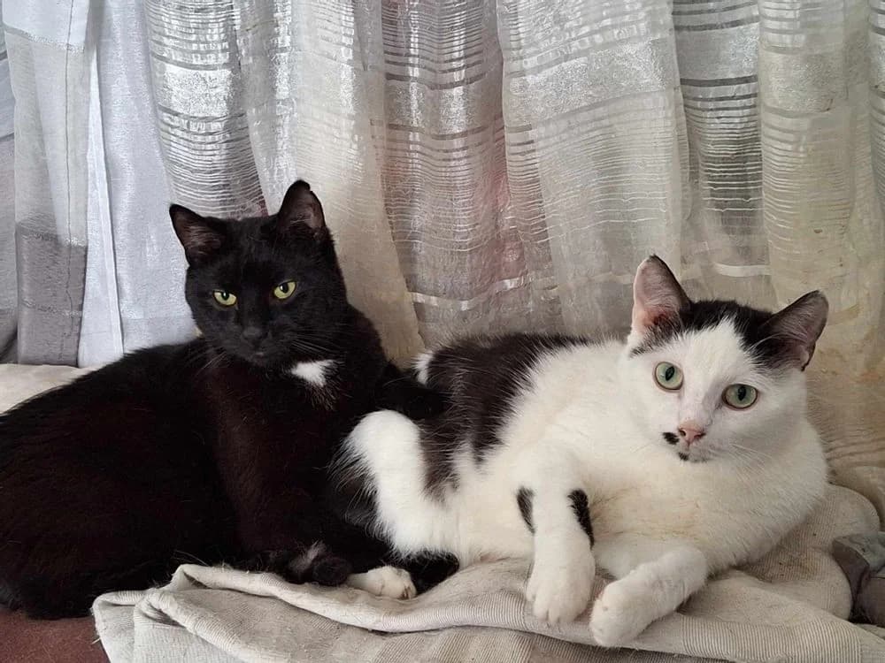 Elioth et Ness, 4yo Mixed Breed for adoption at La Voie Féline, la voie feline