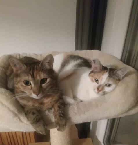 Talie et Léa, 4yo Mixed Breed for adoption at La Voie Féline, la voie feline