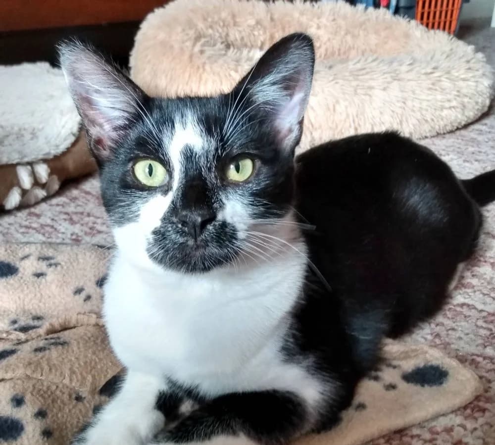 Hollyster, male 6yo Mixed Breed for adoption at La Voie Féline, la voie feline