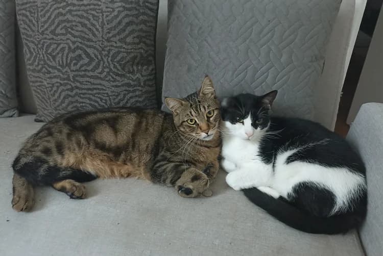 Gabin et Suki, 5yo Mixed Breed for adoption at La Voie Féline, la voie feline