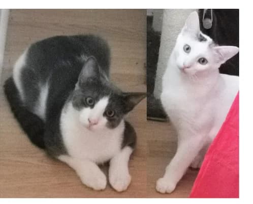 Yuki et Kaïto, 4yo Mixed Breed for adoption at La Voie Féline, la voie feline
