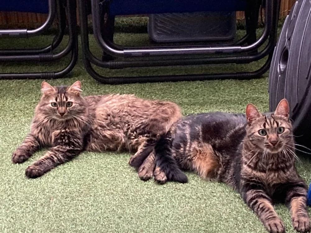 Pepper & Muscade, 4yo Mixed Breed for adoption at La Voie Féline, la voie feline