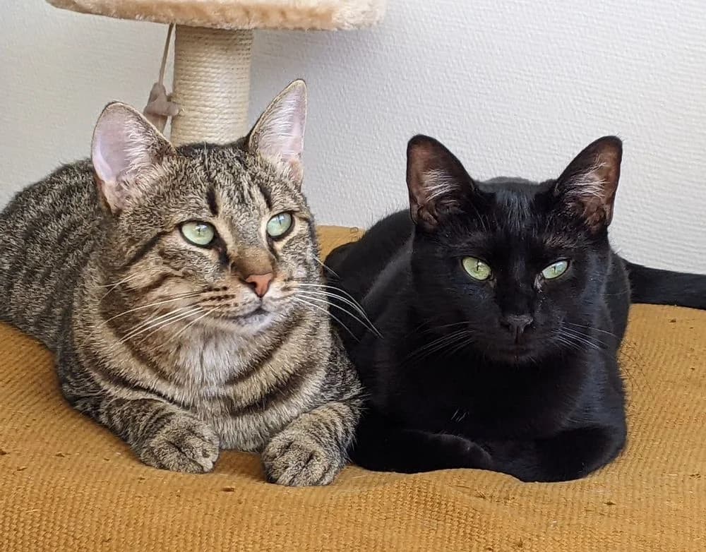 Sailor et Lula, 5yo Mixed Breed for adoption at La Voie Féline, la voie feline