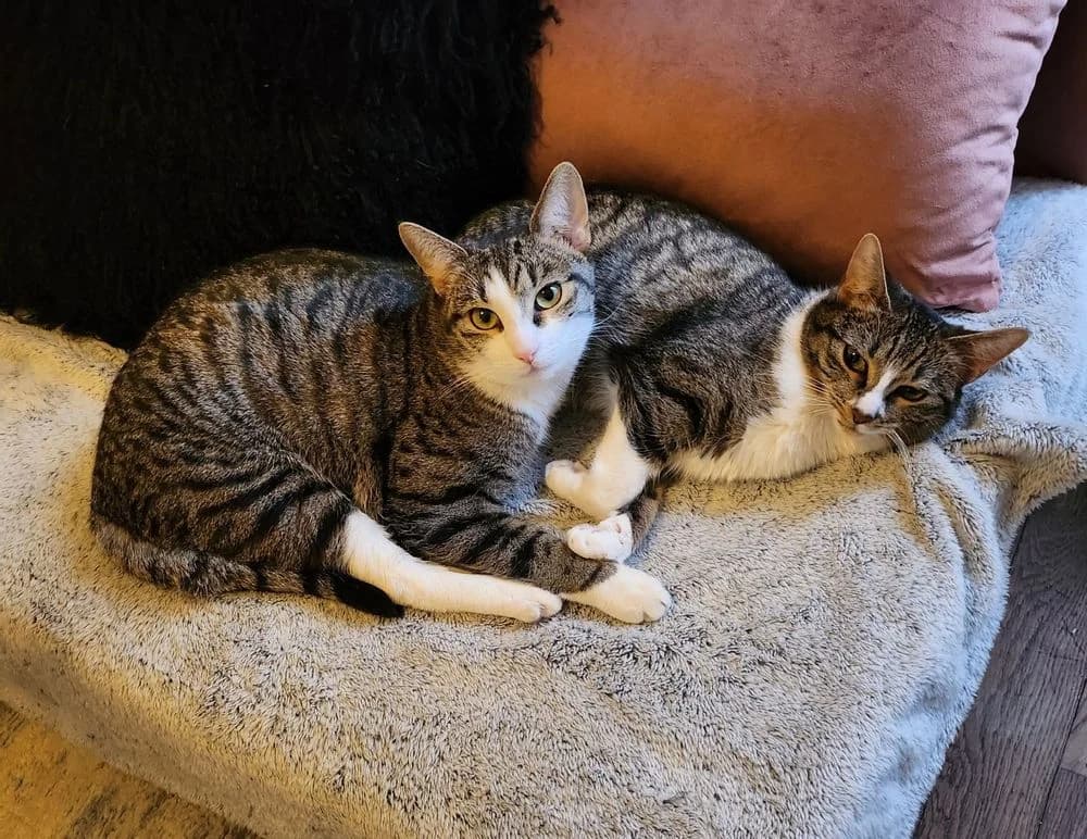 Zack et Nami, 3yo Mixed Breed for adoption at La Voie Féline, la voie feline