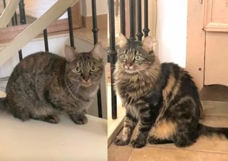 Scarlett et Savannah, 4yo Mixed Breed for adoption at La Voie Féline, la voie feline