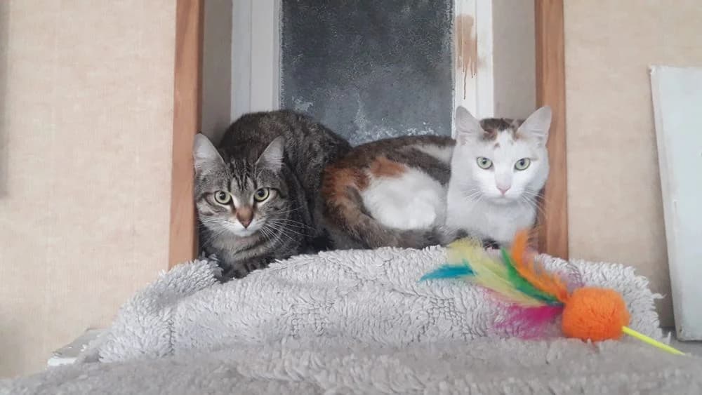 Krema et Lutti, 3yo Mixed Breed for adoption at La Voie Féline, la voie feline