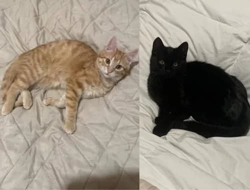 César et Ugolin, young Mixed Breed for adoption at La Voie Féline, la voie feline