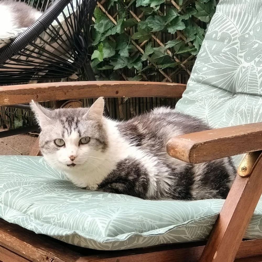 Jacquouille la fripouille, male senior Mixed Breed for adoption at La Voie Féline, la voie feline