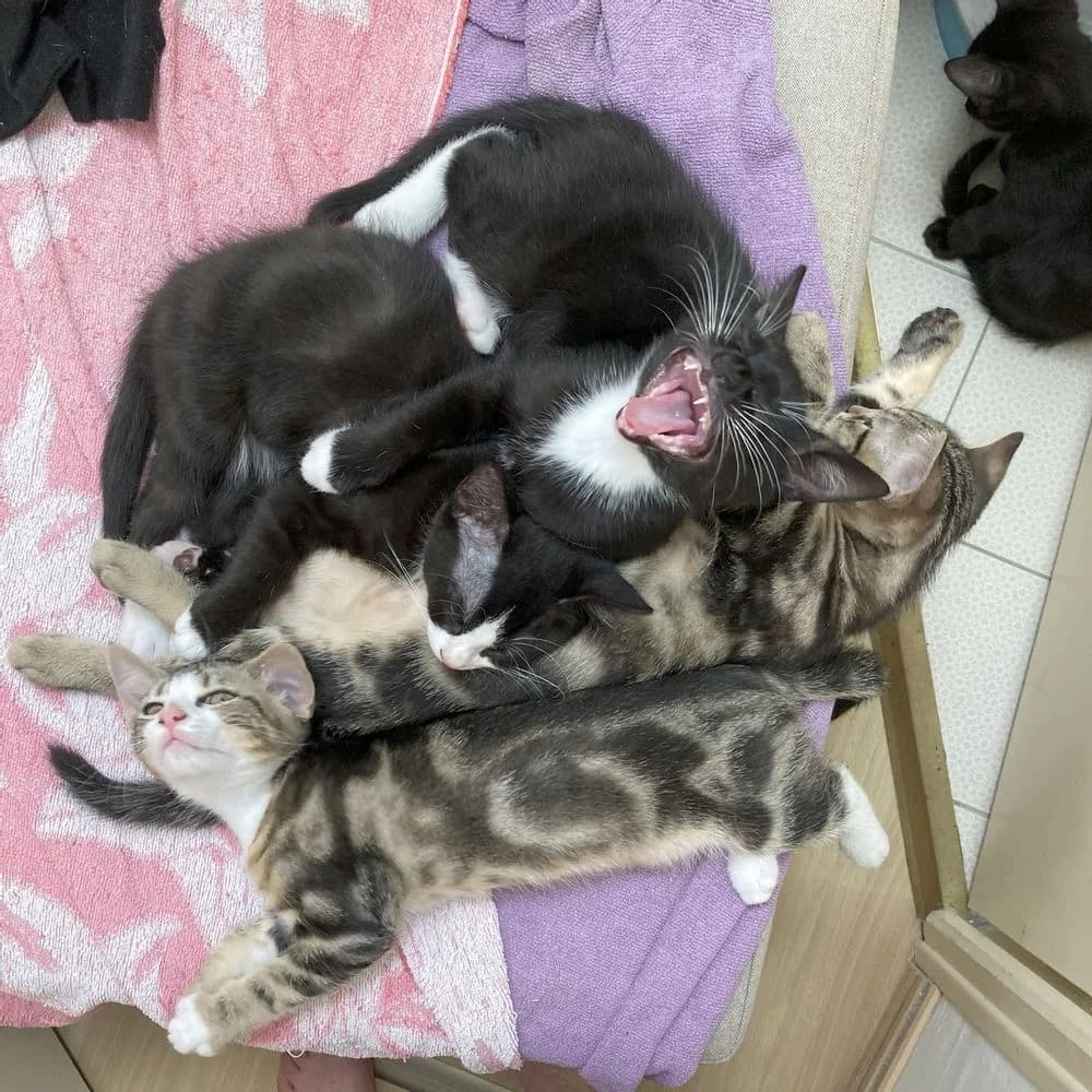 Milou et Blaise, Rififi, et Moonboot, Moïse et TORONTO, puppy Mixed Breed for adoption at La Voie Féline, la voie feline