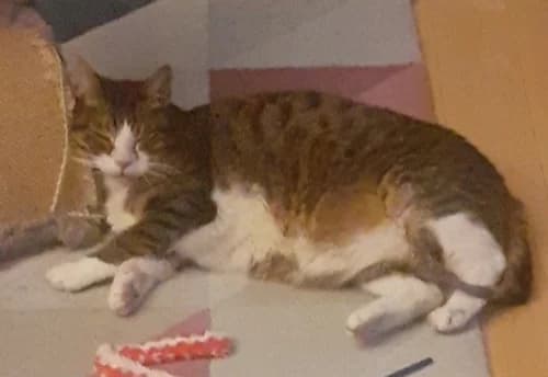 Serge, male Mixed Breed for adoption at La Voie Féline, la voie feline