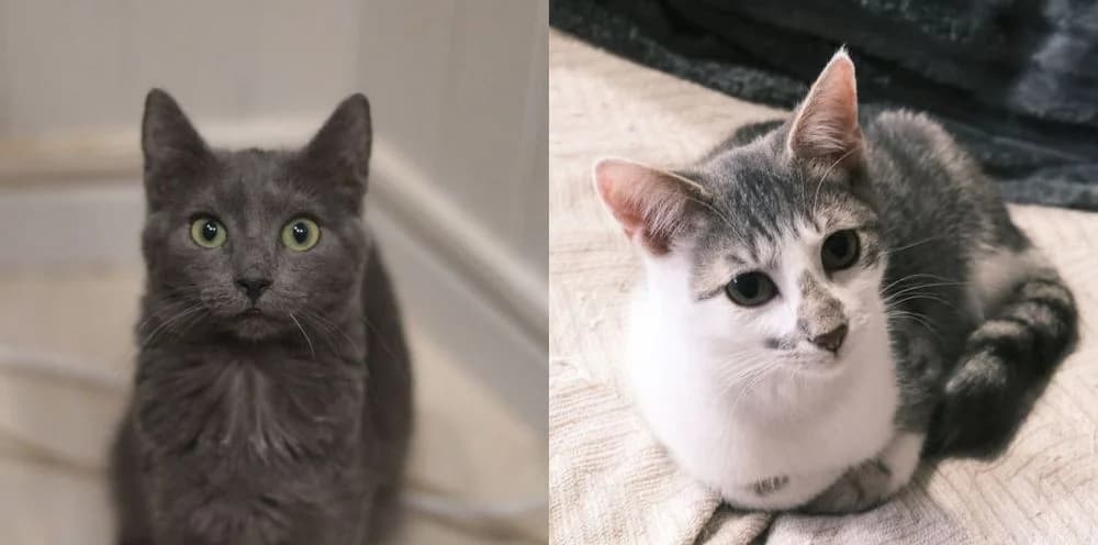 Archibald et Madeline, young Mixed Breed for adoption at La Voie Féline, la voie feline