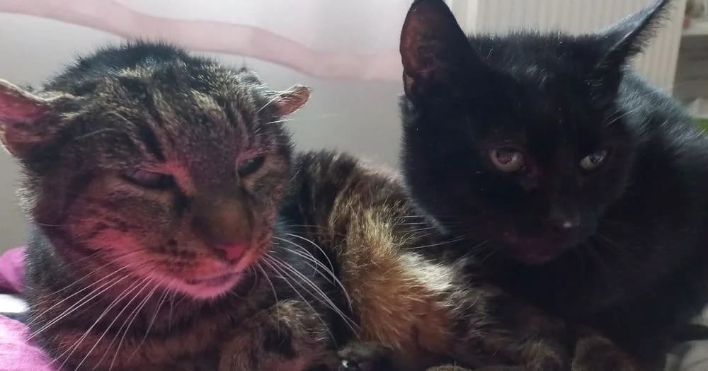 Mina et Milka, senior Mixed Breed for adoption at La Voie Féline, la voie feline