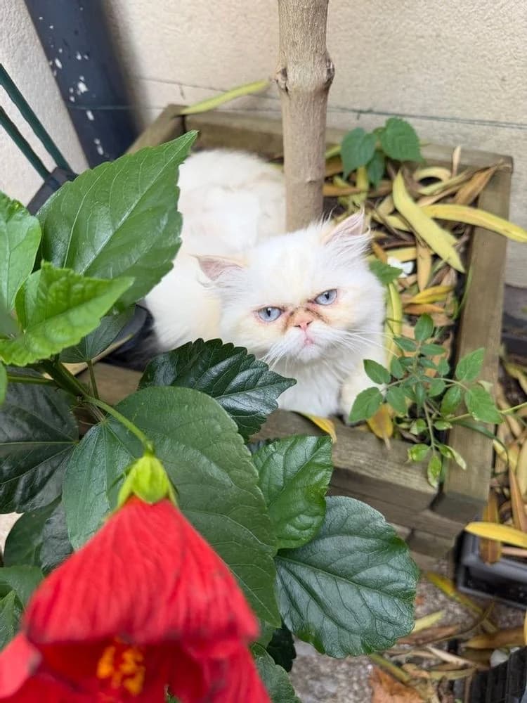 Minette, female 3yo Mixed Breed for adoption at La Voie Féline, la voie feline