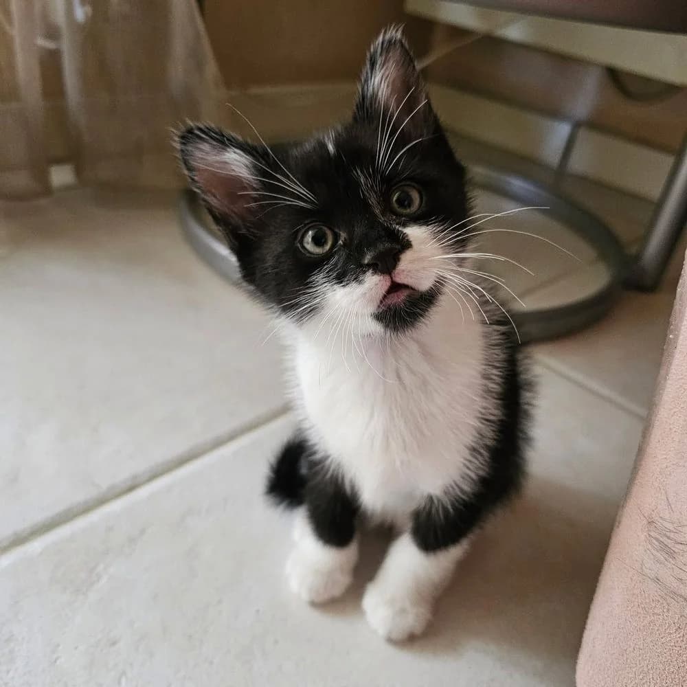 Galaxy et Gimmy, puppy Mixed Breed for adoption at La Voie Féline, la voie feline