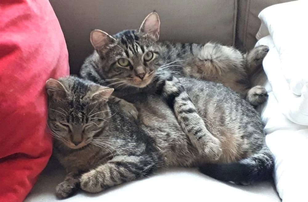 Loulou et Minibus, senior Mixed Breed for adoption at La Voie Féline, la voie feline