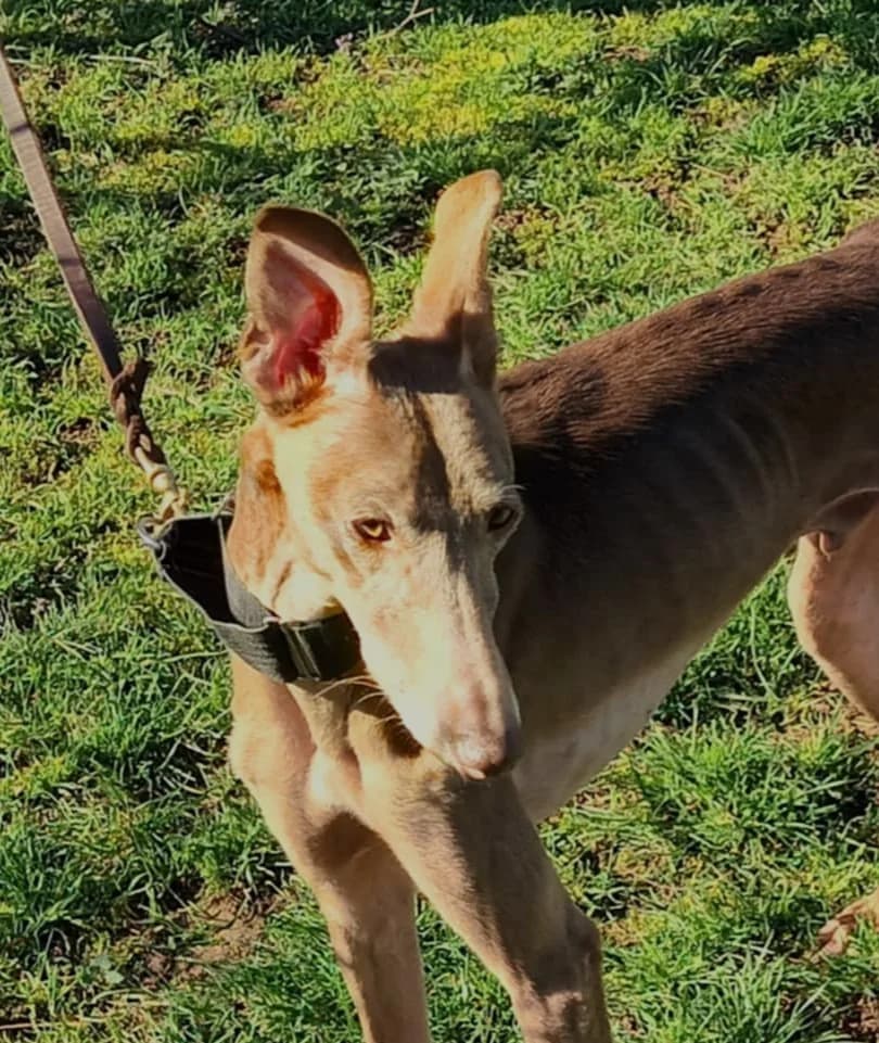 XEREZ, male 3yo Greyhound for adoption at La Voix des Lévriers, la voix des levriers