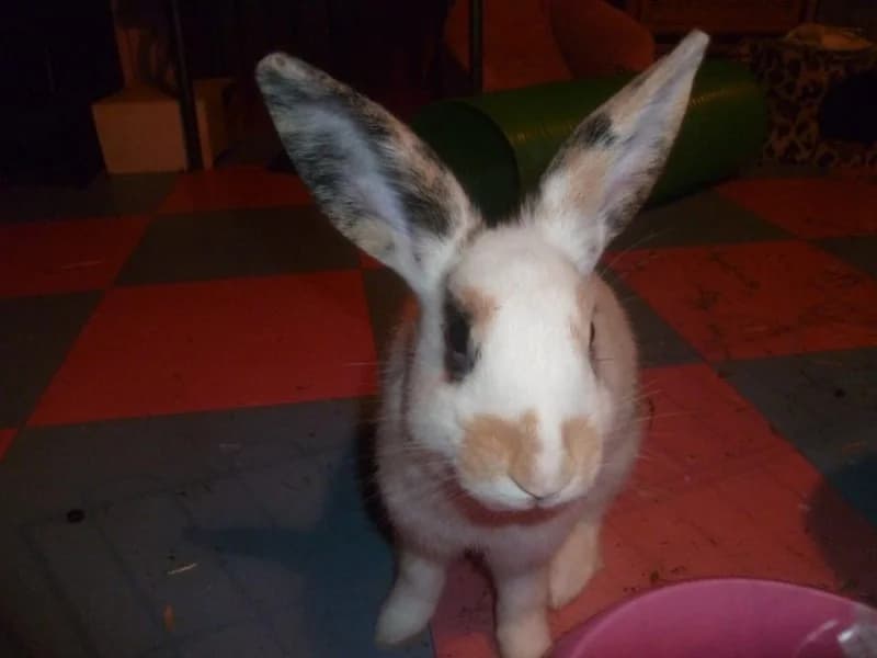 Cedille, Mixed Breed for adoption at La Grange aux Lapins