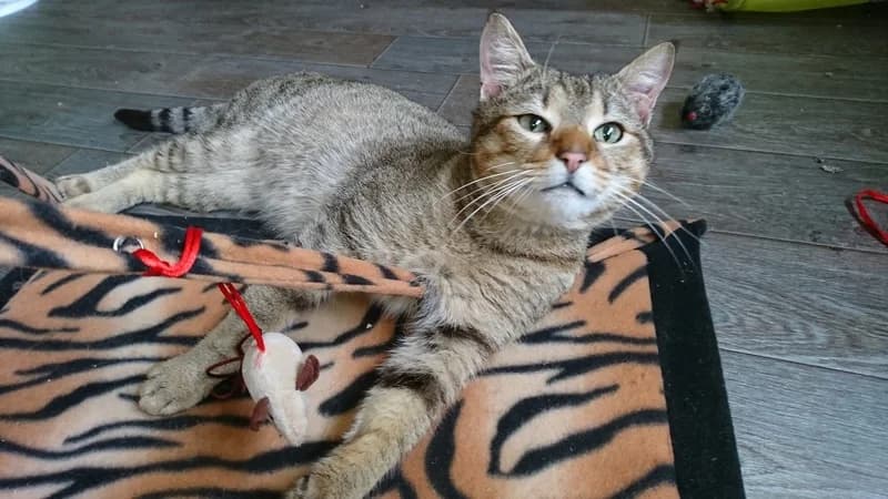 Vassily, male senior European Shorthair for adoption at La Patte de l