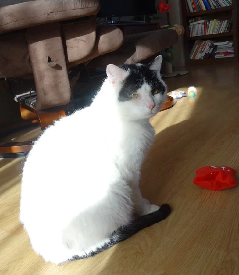 Chacha, male senior European Shorthair for adoption at La Patte de l