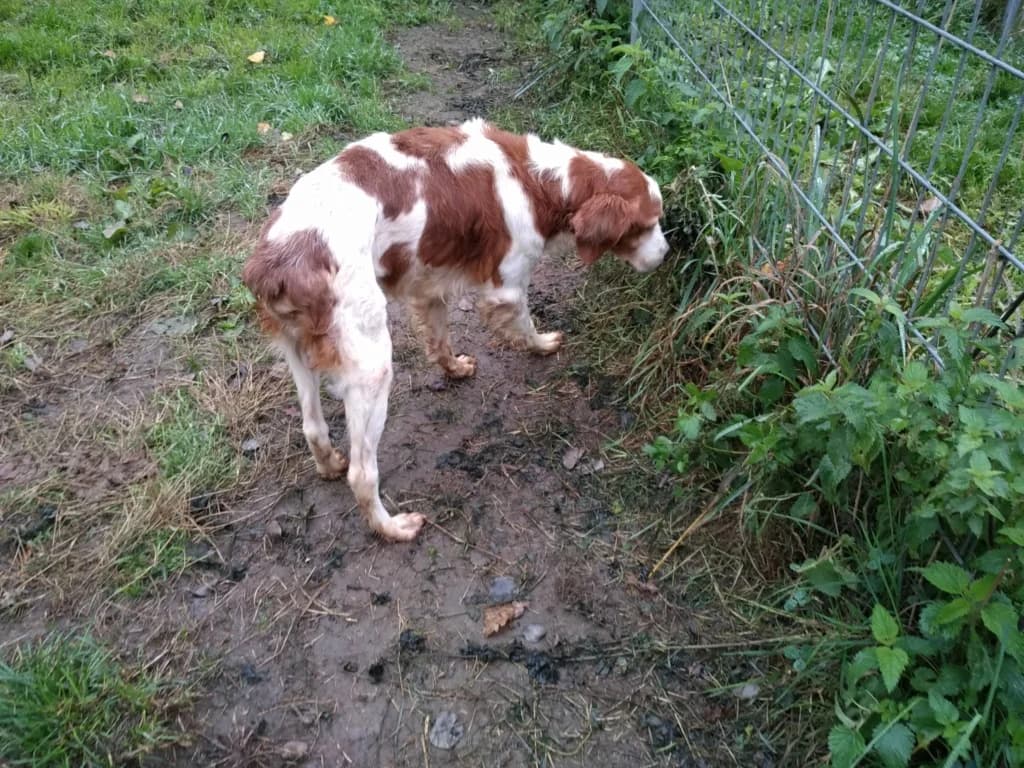 Francesco, male senior Brittany Spaniel for adoption at La Patte de l