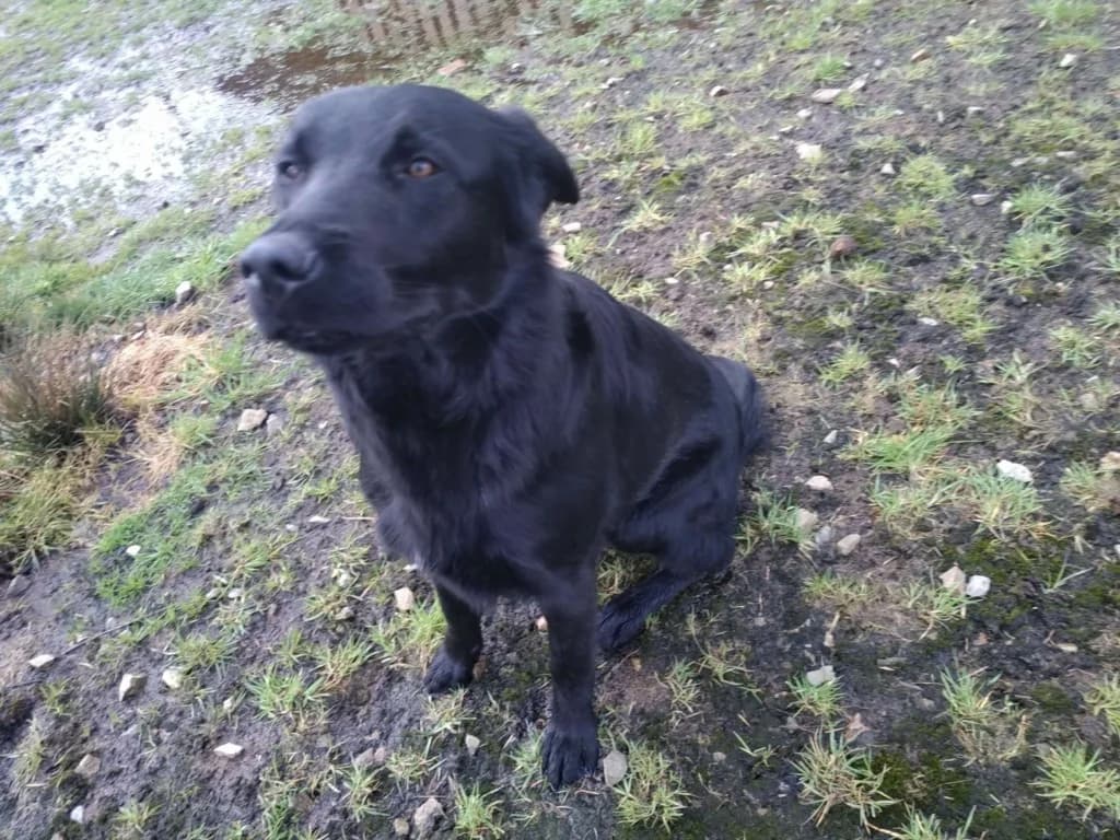 Balto, male 7yo Labrador Retriever for adoption at La Patte de l