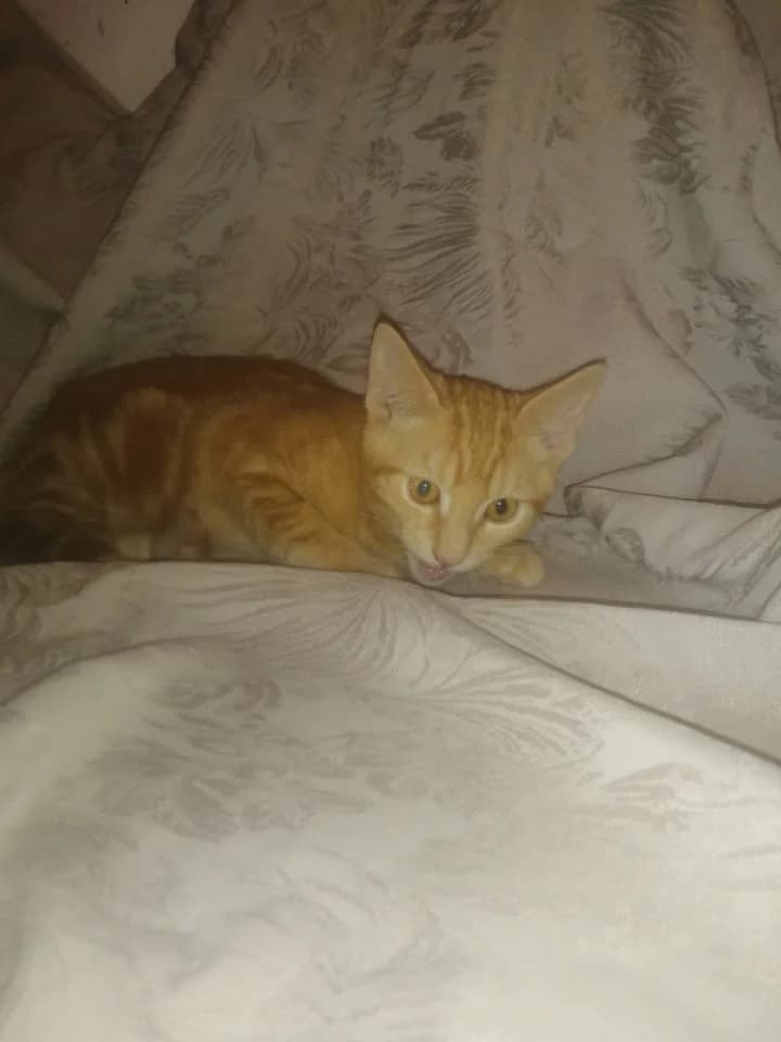 Saam, male 5yo European Shorthair for adoption at La Patte de l