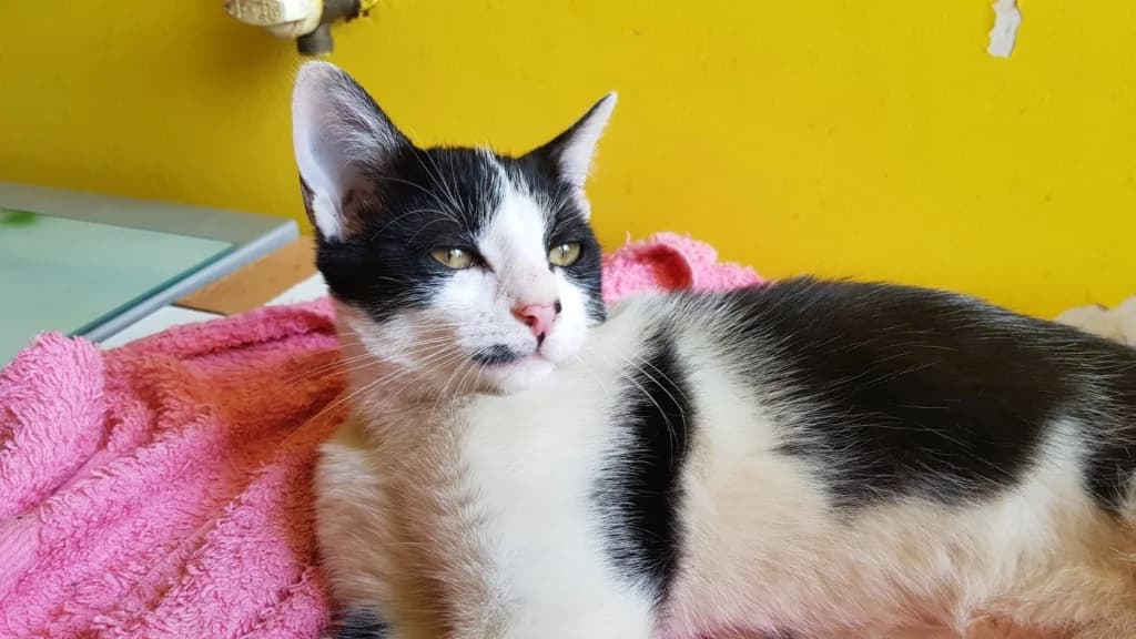 Sherry, female 5yo European Shorthair for adoption at La Patte de l