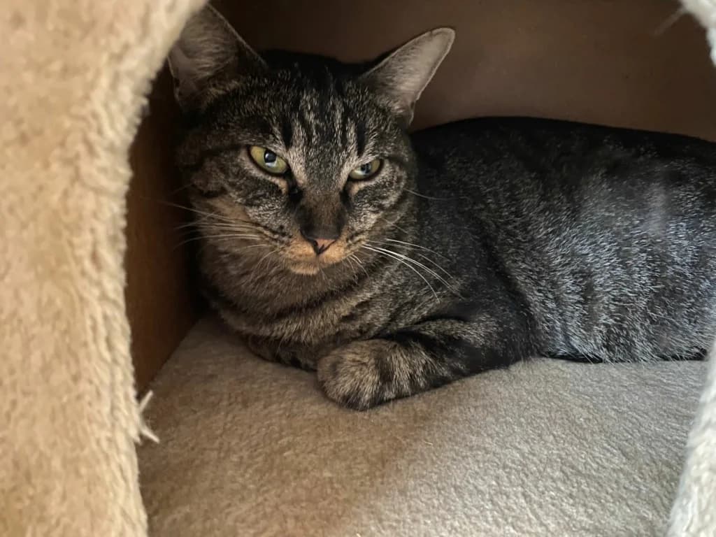 Elin, female 7yo European Shorthair for adoption at La Patte de l