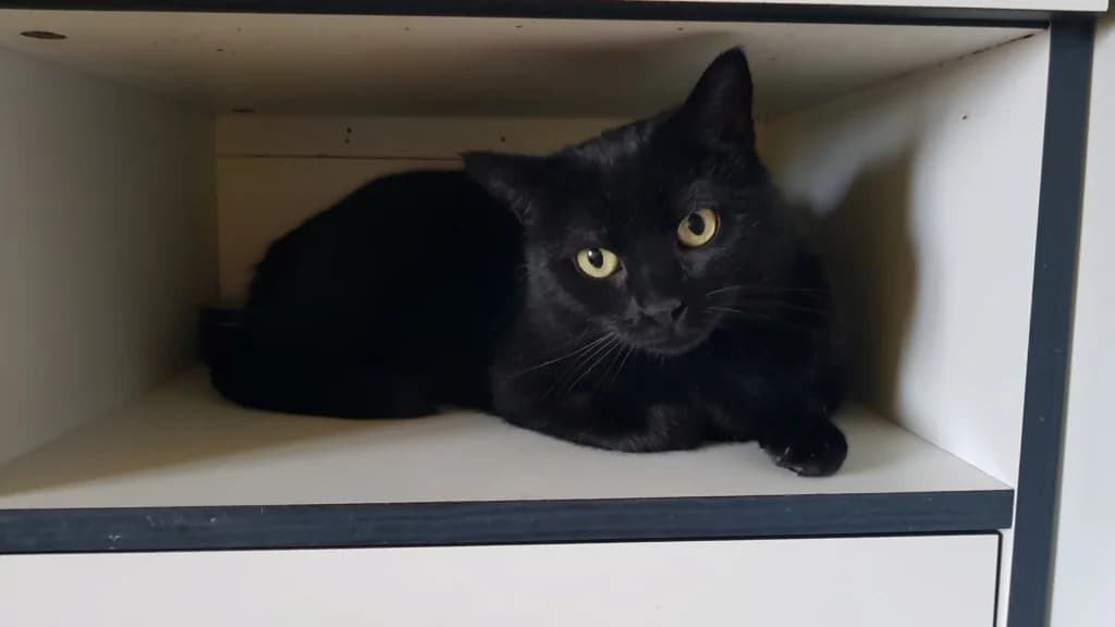 Minette, female 5yo European Shorthair for adoption at La Patte de l