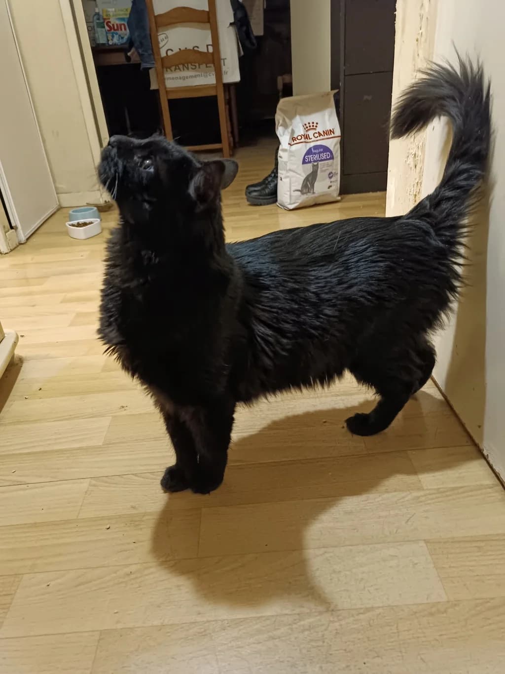 Onyx, male young mixed breed for adoption at La Patte de l