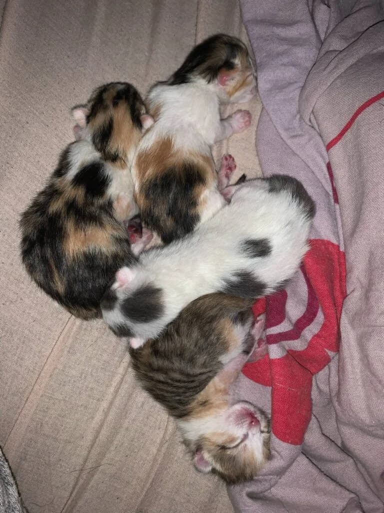 chatons orphelins, young Mixed Breed for adoption at L