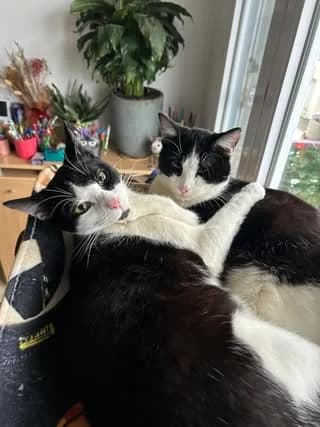 Spirou, young Mixed Breed for adoption at L