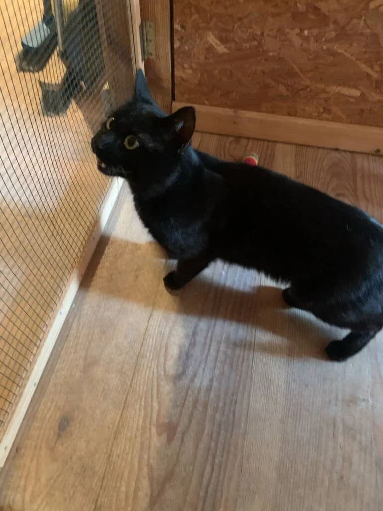 Minouchat, 5yo Mixed Breed for adoption at L