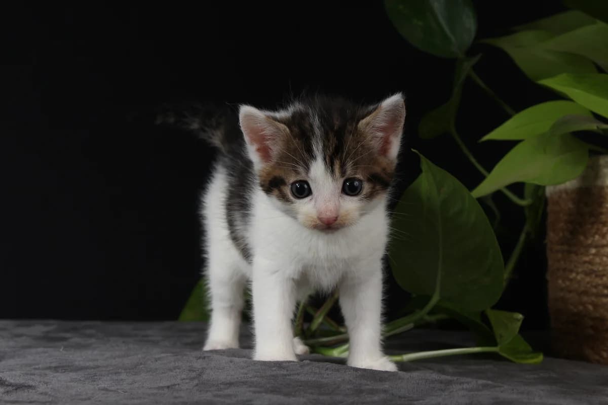 Boswellia, female puppy mixed breed for adoption at L