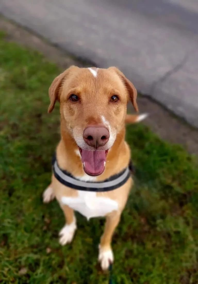 Rio, male Mixed Breed for adoption at LDAS 72