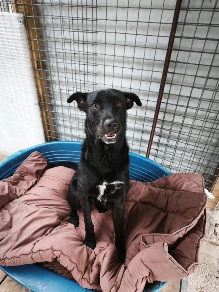 Vaiko, male Mixed Breed for adoption at LDAS 72